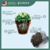 2.5L Special Potting Mix Soil for Cactus and Succulents 2.5公升 多肉植物仙人掌专用土