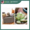 2.5L Special Potting Mix Soil for Cactus and Succulents 2.5公升 多肉植物仙人掌专用土
