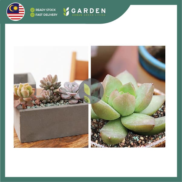 2.5L Special Potting Mix Soil for Cactus and Succulents 2.5公升 多肉植物仙人掌专用土