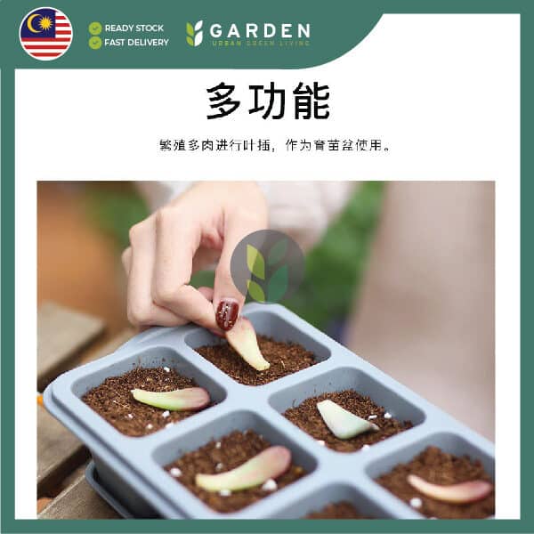 Yewfex 6 Holes Seedling Tray Succulent Cactus Plastic Plant Nursery Pot Grow Starter Propagation ewfex 6孔加厚育苗盆 多肉仙人掌叶插育苗盘 塑料发芽穴盘 种苗营养钵 扦插穴盆
