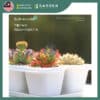 Yewfex 6 Holes Seedling Tray Succulent Cactus Plastic Plant Nursery Pot Grow Starter Propagation ewfex 6孔加厚育苗盆 多肉仙人掌叶插育苗盘 塑料发芽穴盘 种苗营养钵 扦插穴盆