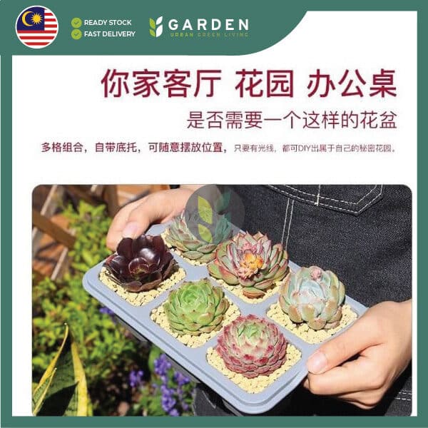 Yewfex 6 Holes Seedling Tray Succulent Cactus Plastic Plant Nursery Pot Grow Starter Propagation ewfex 6孔加厚育苗盆 多肉仙人掌叶插育苗盘 塑料发芽穴盘 种苗营养钵 扦插穴盆