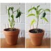 cay9BebGUqkY7euV8iFK2JegNSOSIxNv66jKHtMGDYo Yewfex 1L Organic Foliar Fertilizer Liquid Orchid Fertilizer Natural Plant Pesticide Neem Oil Baja Daun Bunga Spray 浓缩有机液体叶面肥 兰花蝴蝶兰催花促根 2合1天然植物木醋液杀虫防病 营养液