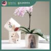 【Nordic Minimalist】European Modern Minimalist Creative Ceramic Flower Pot 【北欧极简】欧式现代简约创意陶瓷花盆 866-3