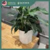 【Nordic Minimalist】European Modern Minimalist Creative Ceramic Flower Pot 【北欧极简】欧式现代简约创意陶瓷花盆 894