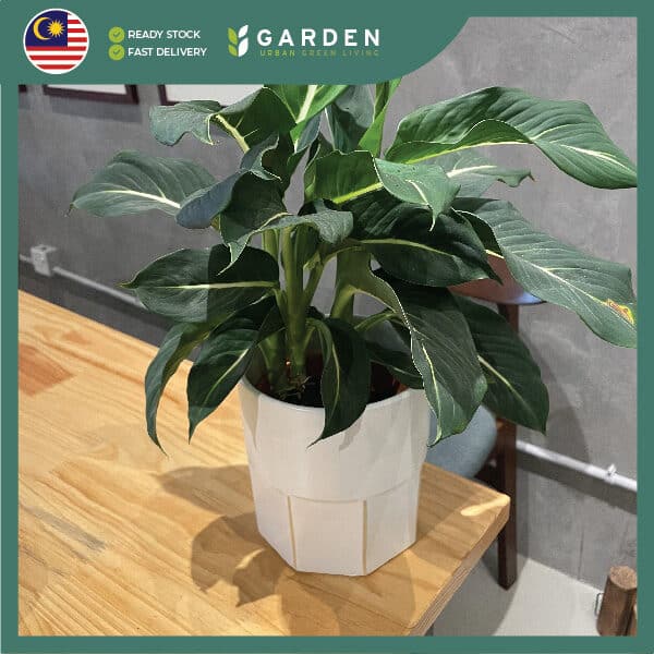 【Nordic Minimalist】European Modern Minimalist Creative Ceramic Flower Pot 【北欧极简】欧式现代简约创意陶瓷花盆 894