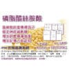 PS Phosphatidylserine (60 Capsules/Box) Brain booster 複方膠囊｜改善过动 提升記憶力 專注力 學習力｜學生 上班族 銀髮族 適用｜預防健忘 阿茲海默症保健配方