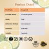 RE SENSE®Bergamot Essential Oil (10ml)