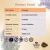 RE SENSE®Lavender Essential Oil (10ml)