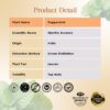 RE SENSE®Peppermint Essential Oil (10ml)