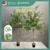 160cm 180cm Artificial Plant Olive Tree with Pot Tree Fake Plant Decoration Home
