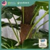75cm 105cm Artificial Plant Monstera Tree with Pot Tree Fake Plant Decoration Home