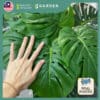 75cm 105cm Artificial Plant Monstera Tree with Pot Tree Fake Plant Decoration Home
