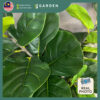 130cm 160cm Artificial Plant Fiddle Fig Tree with Pot Tree Fake Plant Decoration Home