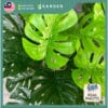 75cm 105cm Artificial Plant Monstera Tree with Pot Tree Fake Plant Decoration Home