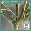 160cm 180cm Artificial Plant Olive Tree with Pot Tree Fake Plant Decoration Home